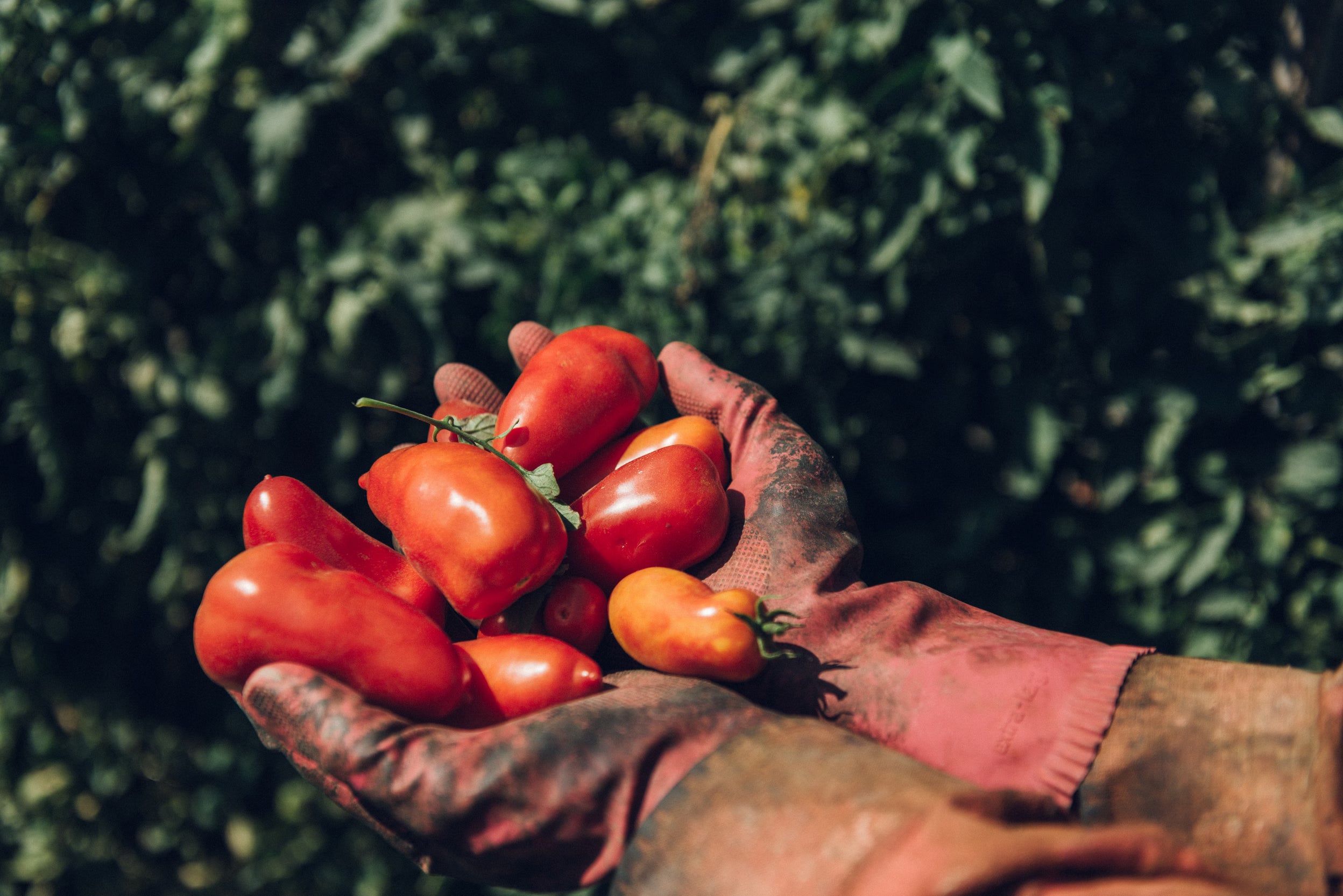 San Marzano Tomaten in der Vintage-Dose – italienische Feinkost